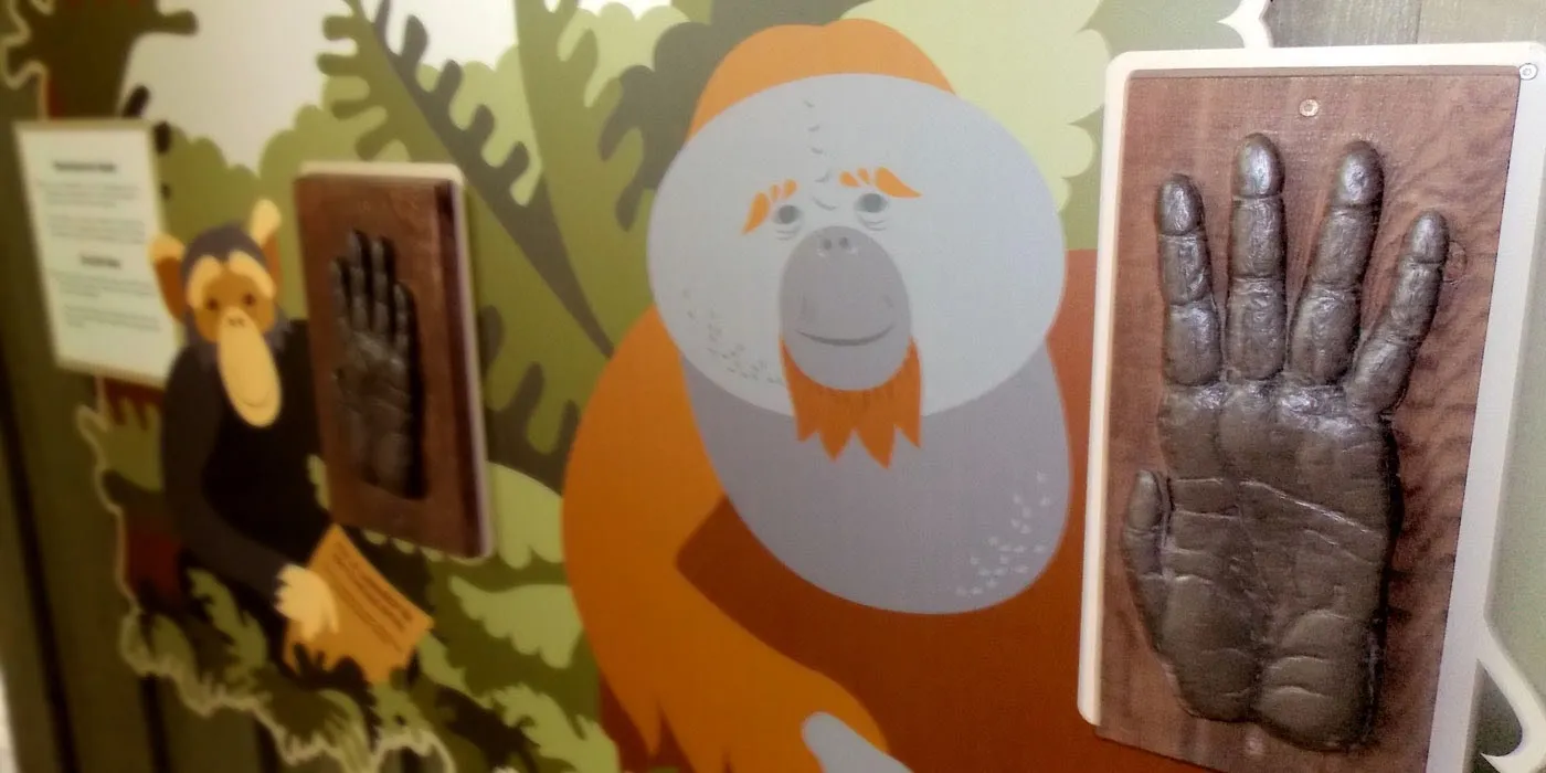Aalborg Zoo: Great ape house exhibition